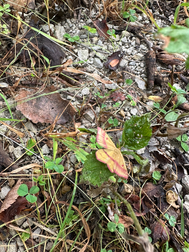 Chickweed Geometer Moth