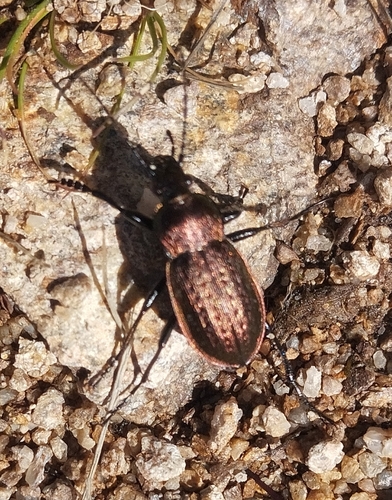 moorland ground beetle