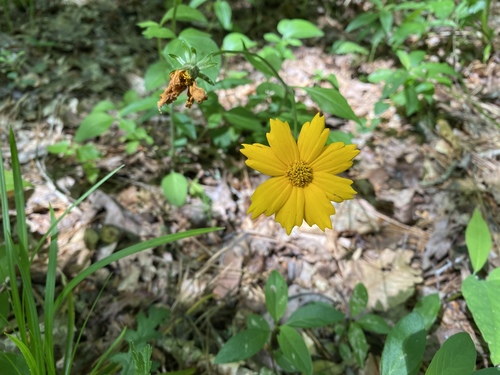 Coreopsis auriculata