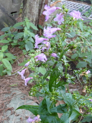 Penstemon tenuis