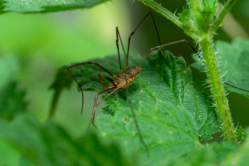 European Harvestman