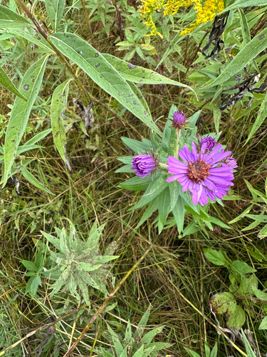 New England aster