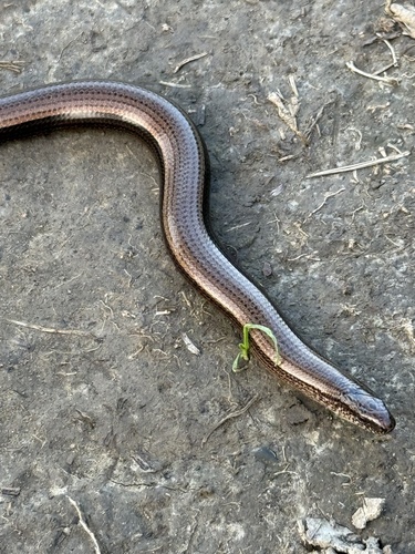 Common Slowworm