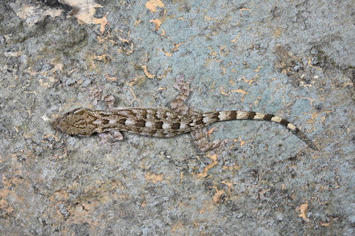 Mell's Gecko