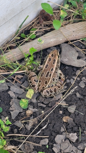 Northern Leopard Frog