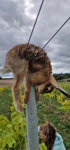 Brown Hare