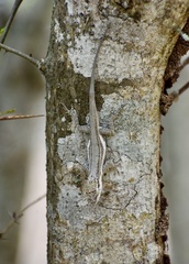 Anolis litoralis