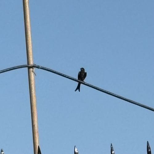 Black Drongo
