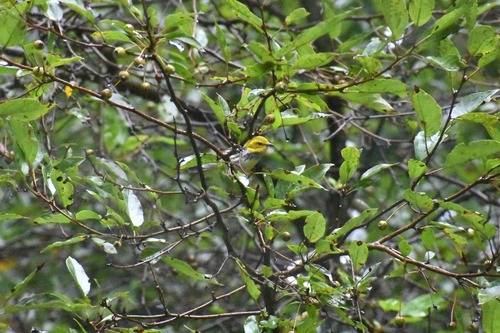 Black-throated Green Warbler