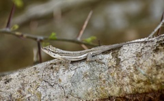 Anolis litoralis