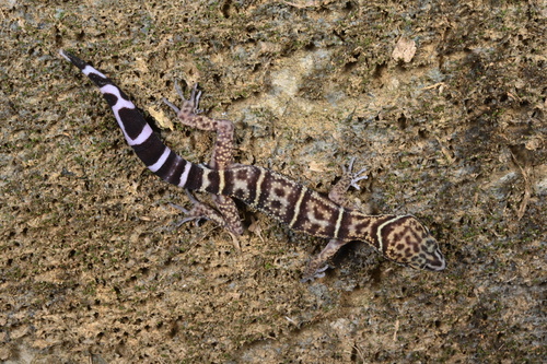Yingde Leopard Gecko