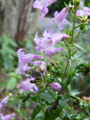 Penstemon tenuis