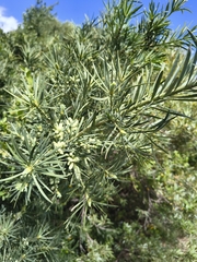 Podocarpus elongatus
