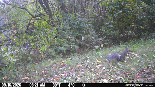 Eastern Gray Squirrel
