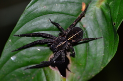 Ctenus crulsi