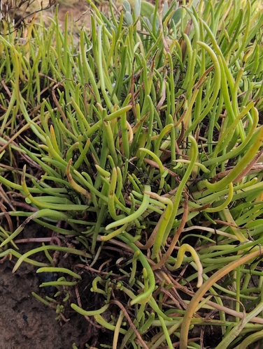 Plantago maritima, photograph 3