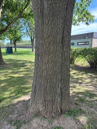 northern red oak