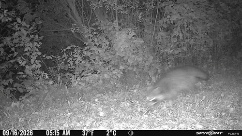 Common Raccoon