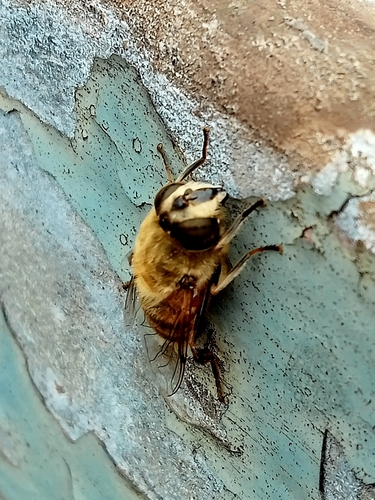 Common Drone Fly