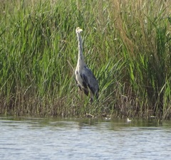 Ardea cinerea