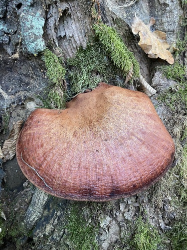 Beefsteak Polypore