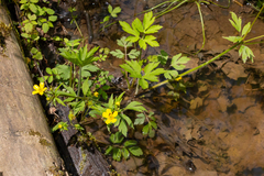 Ranunculus hispidus nitidus