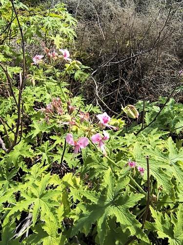 Pelargonium hispidum