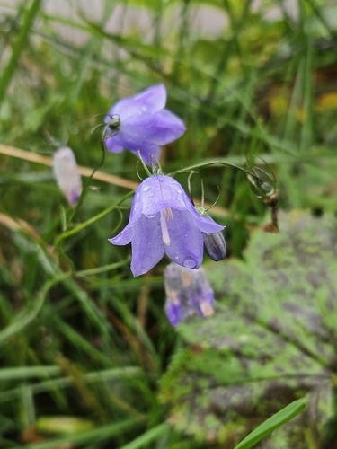 Common Harebell