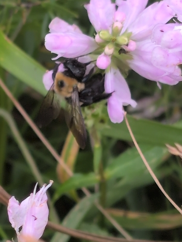 Eastern Carpenter Bee