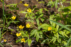 Ranunculus hispidus nitidus