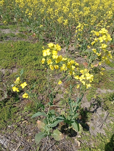 rapeseed