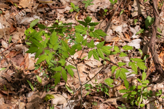 Actaea pachypoda