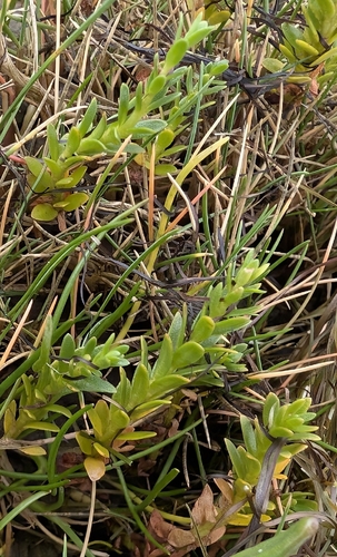 Lysimachia maritima, photograph 5