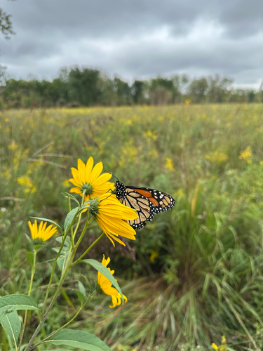 Monarch