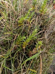 Lysimachia maritima, photograph (c) Jack Alcorn, some rights reserved (CC BY)