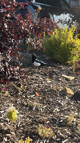 Black-billed Magpie