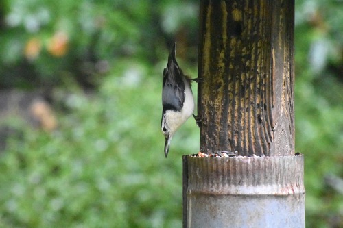 White-breasted Nuthatch