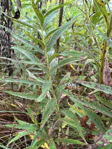 Ailanthus Webworm Moth