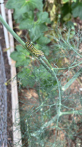 Black Swallowtail