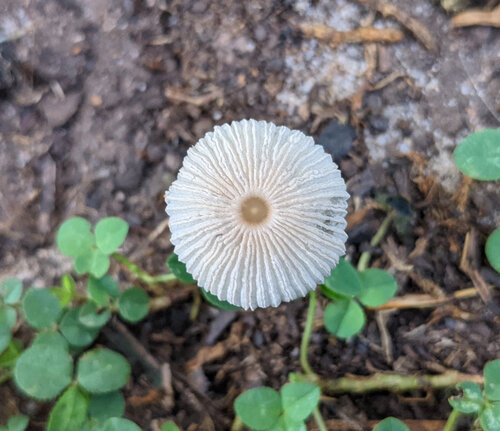 pleated inkcap