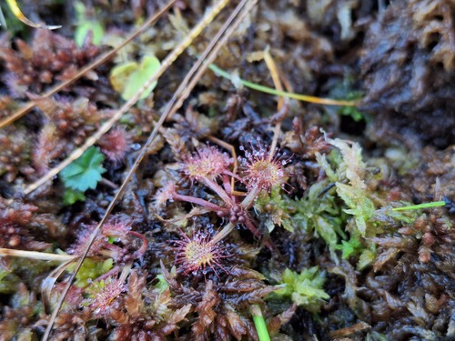 round-leaved sundew