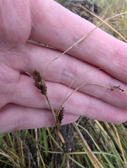 Carex extensa