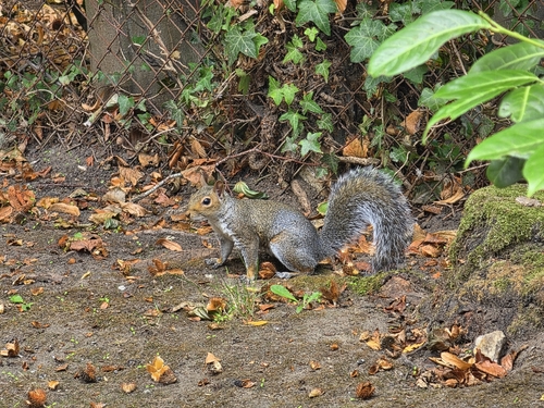 Eastern Gray Squirrel