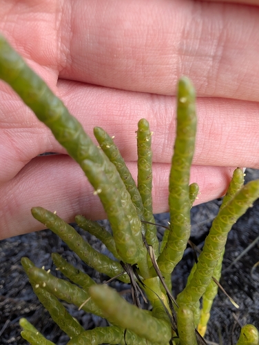 Salicornia europaea