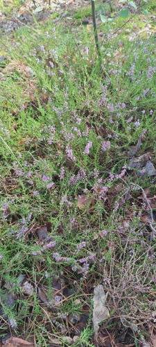 common heather