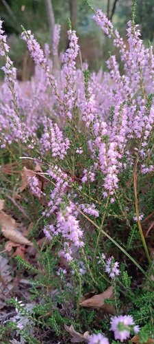 common heather
