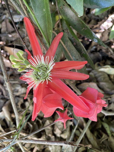 Passiflora racemosa observed 2026-07-18