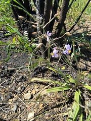 Cyanella hyacinthoides, photograph (c) jeanjacquesgodon, some rights reserved (CC BY)