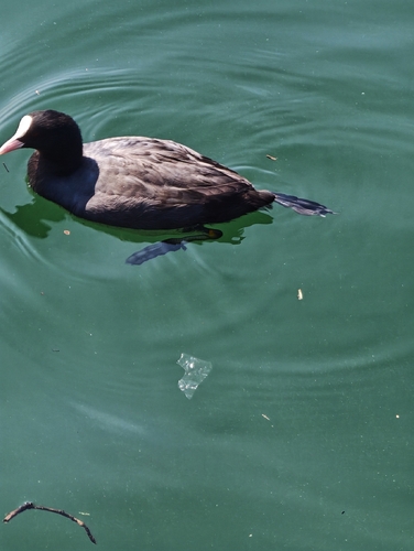 Eurasian Coot