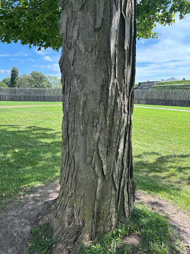 sugar maple